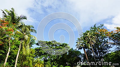 Blue sky with clouds lined up with coconut trees, greens and leaves with space for copy Stock Photo