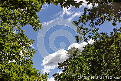 Blue sky with clouds. The tops of the trees. The sky through the crowns of the tree. Stock Photo