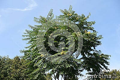 Blue sky and crown of Ailanthus altissima with unripe seeds in September Stock Photo