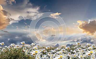 Blue sky dramatic clouds at gold sunset at sea wild flowers daisy field seascape summer nature landscape sunbeam Stock Photo