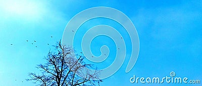 Blue sky freedom birds tree Stock Photo