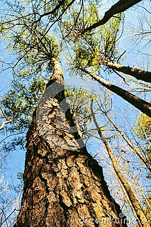 Blue sky full of tall pine trees, umstead park Raleigh North Carolina Stock Photo