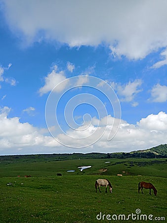 blue sky On a green expanse of meadows Stock Photo