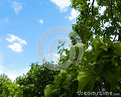 Green trees in summer and blue sky background with clouds Stock Photo