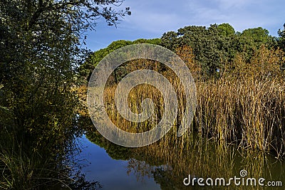 Blue sky, green trees and streams of water. Stock Photo