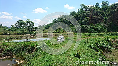 Blue sky with greenery ponds Stock Photo