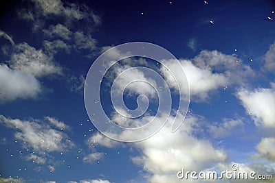 Height. White clouds. Seagulls soaring high. Horizontal shot. White wings Stock Photo
