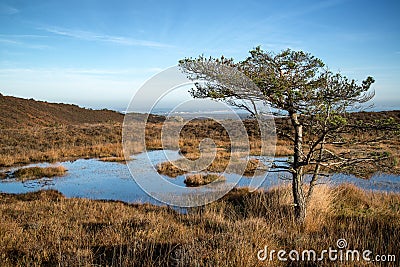 Blue sky over Autumn heath landscape Stock Photo