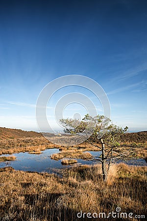 Blue sky over Autumn heath landscape Stock Photo