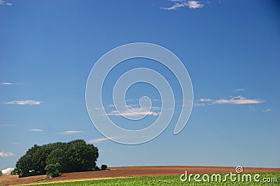 Blue sky over small wood Stock Photo