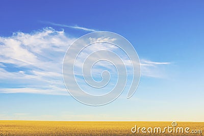 Blue sky over yellow field Stock Photo