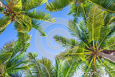 Blue sky and palm trees from below Stock Photo