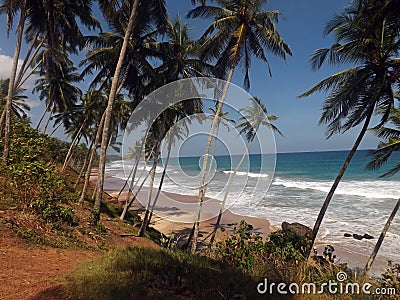 Blue sky, palm trees, sand, waves, sea Stock Photo