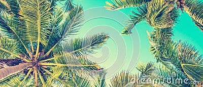 Blue sky and palm trees view from below, vintage style, summer panoramic background Stock Photo