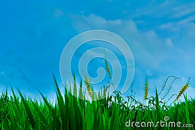 Blue sky of sri lanka Stock Photo