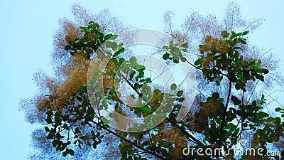 Blue sky, sun and clouds through branches, trees, leaves and flowers. Stock Photo