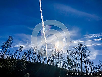 Blue Sky and Sun Covering Chemtrails Over Pine Trees Stock Photo