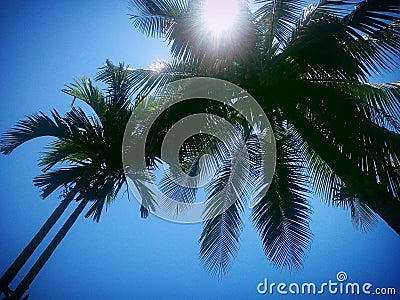 Blue Sky Sun Shine Tree Stock Photo