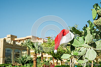 Blue sky, tall palm trees and cacti.Red Santa`s hat hanging on palm tree at tropical beach. Christmas in tropical Stock Photo