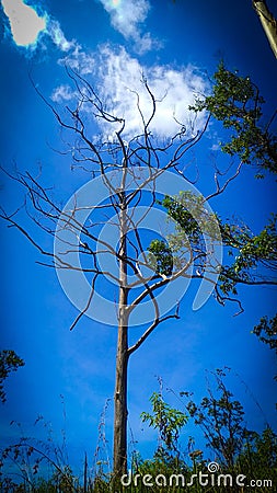 Blue sky with a tree cloudy dead tree Stock Photo