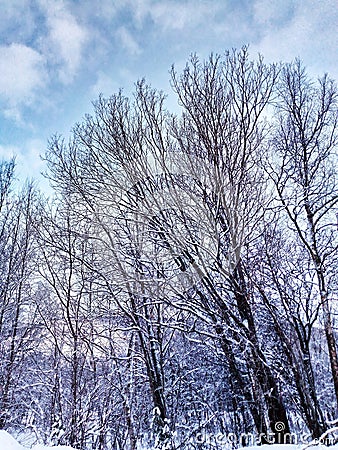 Blue sky. Tree tops. Dry trunks. Trees in the snow. Stock Photo