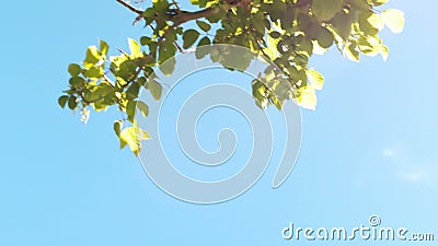 Blue sky with trees stock video Blue sky with trees stock video