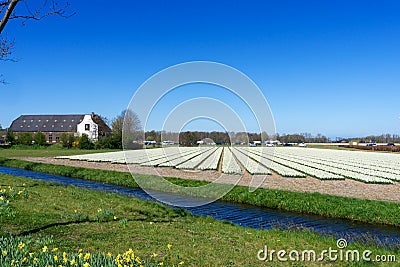 Blue sky and tulip field landscape, traditional dutch, Netherlands, Europe Stock Photo