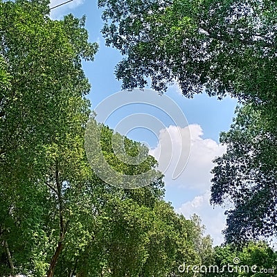 Blue sky white cloud between neem trees Stock Photo