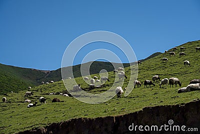 With blue sky, white clouds and lake water, Qinghai Lake in China has horses, sheep and cattle on the grassland Stock Photo