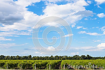 Blue sky with white clouds over vineyards, Taman Stock Photo