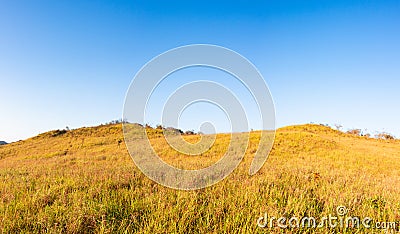 Blue sky and Yellow field with white clouds.landscape picture In Thailand. Stock Photo