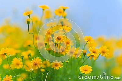 Blue Sky and Yellow Flowers Stock Photo