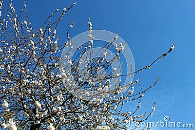 Blue Skye Stock Photo