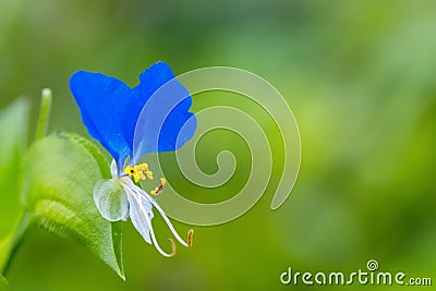 Blue small flower closeup Stock Photo