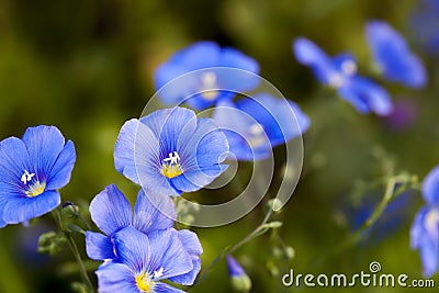 Blue small linseed flax flower close up with green background Stock Photo