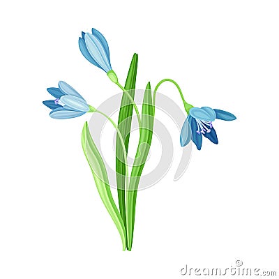 Blue Snowdrop Flower or Blossom on Stalk or Stem with Linear Leaves Vector Illustration Vector Illustration