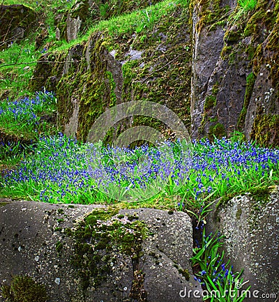 blue snowdrops bloom in the spring Stock Photo