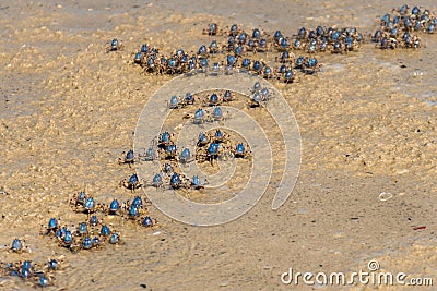 Blue soldier crabs army traverse the beach at low tide in Queensland, Australia. Mictyris longicarpus on sandy ocean beach Stock Photo