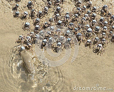 Blue soldier crabs Stock Photo