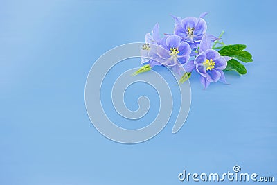 Blue solid background with lilac flowers. Stock Photo