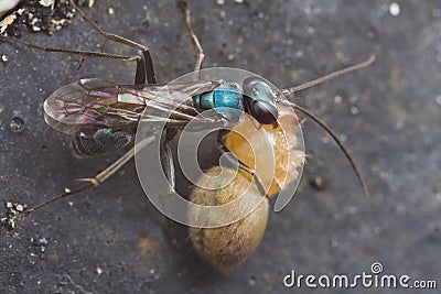 A blue spider wasp with prey Stock Photo