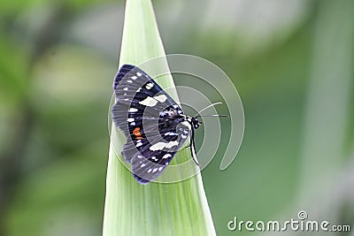 Blue-spotted Forester Moth - Butterfly Stock Photo