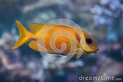 Blue-spotted spinefoot (Siganus corallinus). Stock Photo