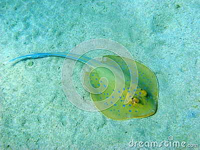 Blue-spotted stingray Stock Photo