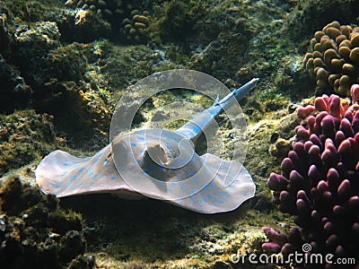 Blue-spotted stingray, Marsa Alam Stock Photo