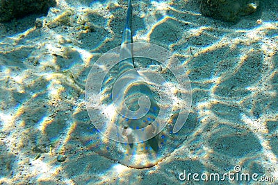 Blue spotted stingray on the sandy bottom Stock Photo