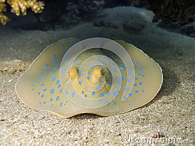Blue spotted stingray watching you Stock Photo