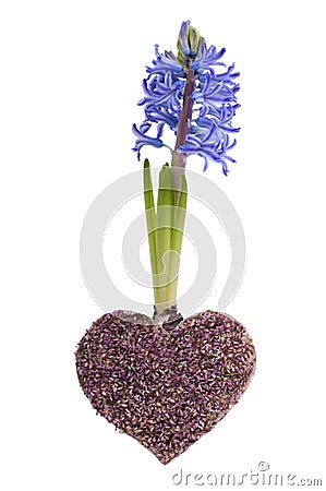 Blue spring hyacinth and lavender heart Stock Photo