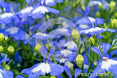 Blue Spring Lobelia Flowers Pattern, Lobelia Sapphire or Edging Lobelia Stock Photo