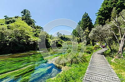 Blue Spring which is located at Te Waihou Walkway,Hamilton New Zealand. Editorial Stock Photo